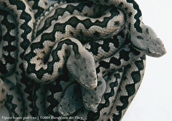  Vipera latasti gaditana ID = 