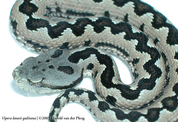  Vipera latasti gaditana ID = 