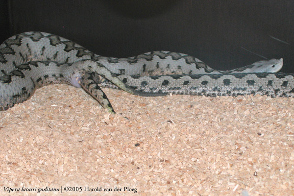  Vipera latasti gaditana ID = 