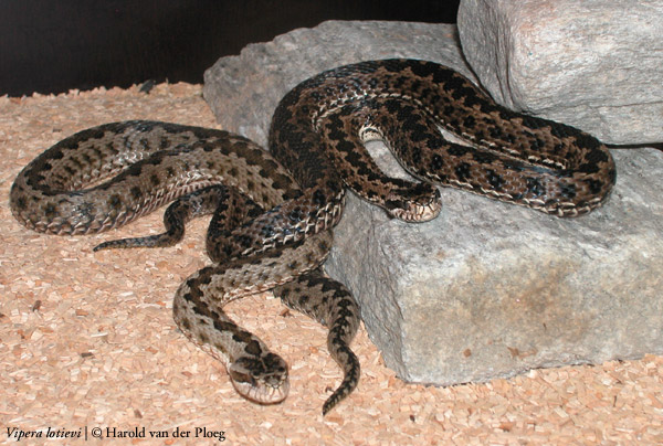  Vipera lotieve ID = 