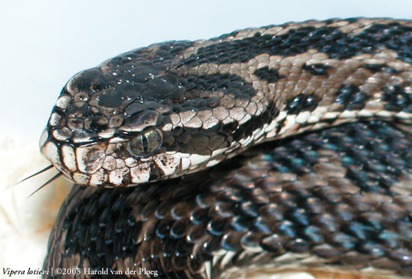  Vipera lotieve ID = 