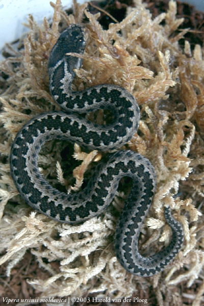  Vipera ursinii moldavica ID = 