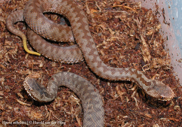  Vipera nikolskii ID = 