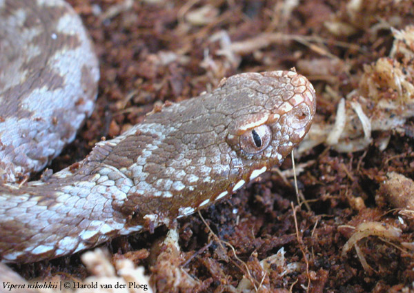  Vipera nikolskii ID = 