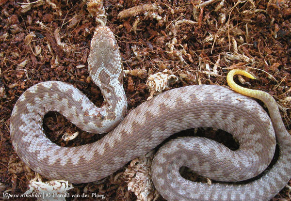  Vipera nikolskii ID = 