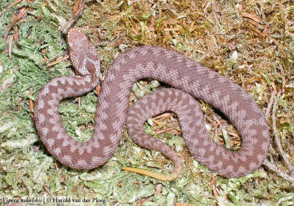  Vipera nikolskii ID = 