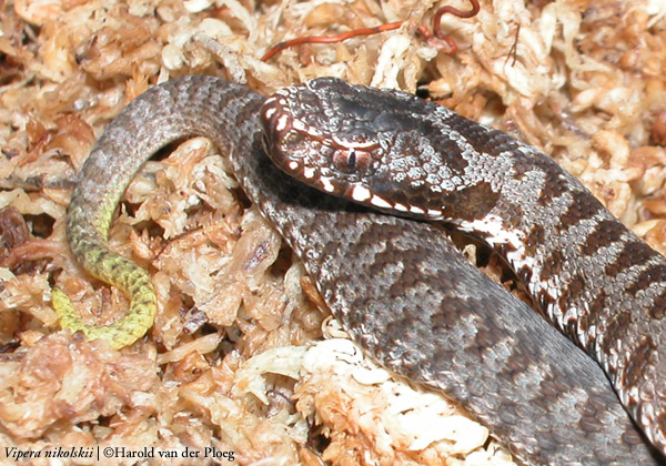  Vipera nikolskii ID = 