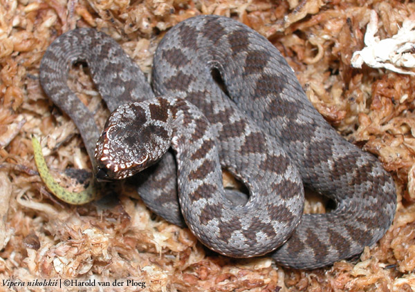  Vipera nikolskii ID = 
