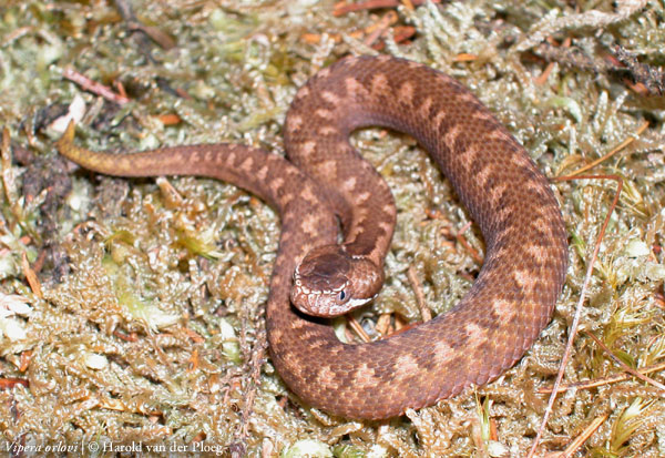  Vipera orlovi ID = 