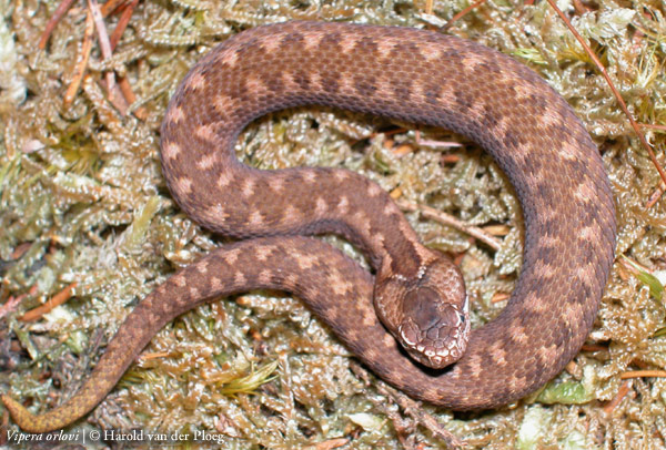  Vipera orlovi ID = 