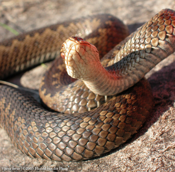  Vipera Berus ID = 