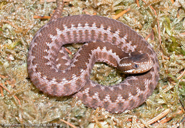  Vipera orlovi ID = 