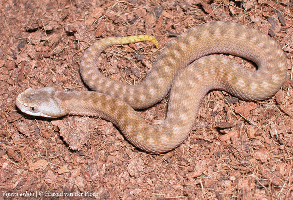  Vipera orlovi ID = 