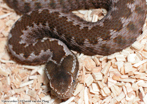  Vipera orlovi ID = 