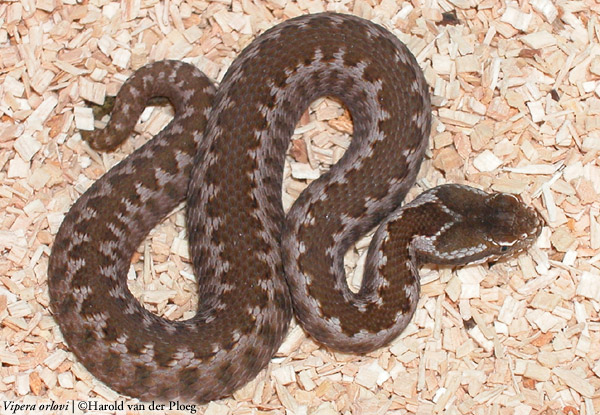  Vipera orlovi ID = 