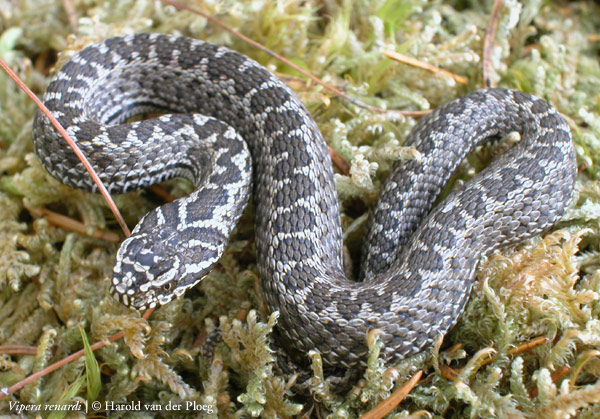  Vipera renardi ID = 