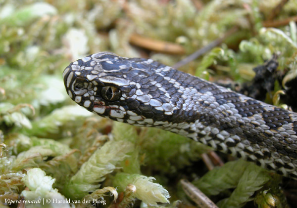  Vipera renardi ID = 