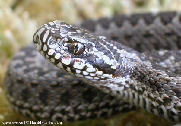  Vipera renardi ID = 