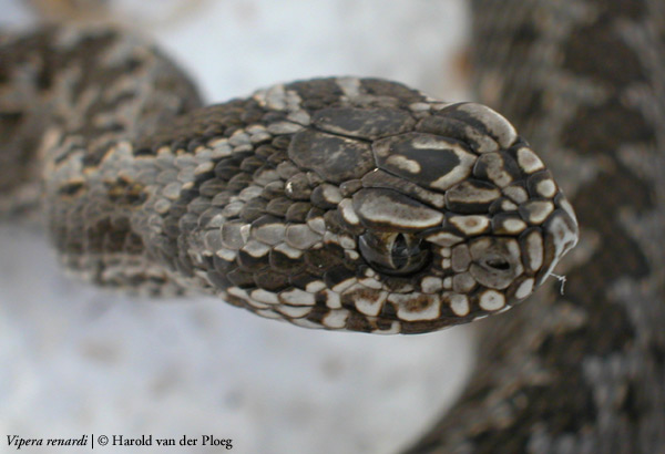  Vipera renardi ID = 