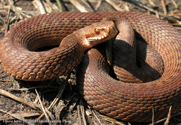  Vipera Berus ID = 