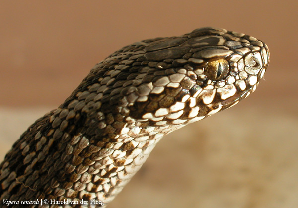  Vipera renardi ID = 