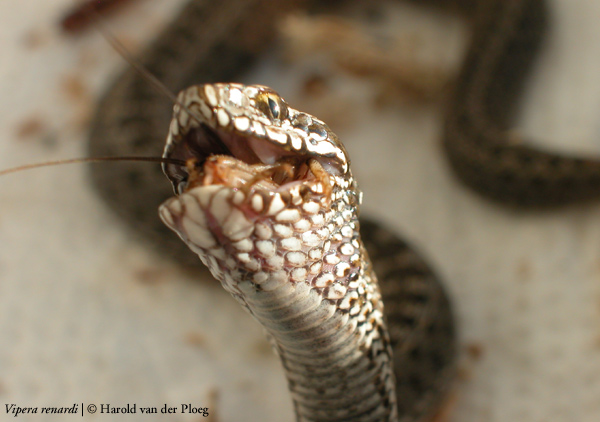  Vipera renardi ID = 