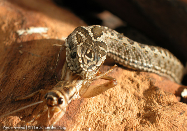  Vipera renardi ID = 