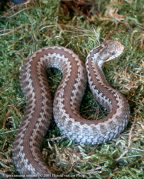  Vipera seoanei seoanei ID = 