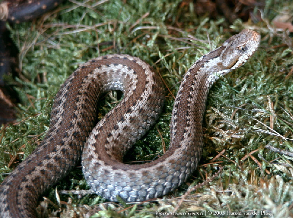  Vipera seoanei seoanei ID = 