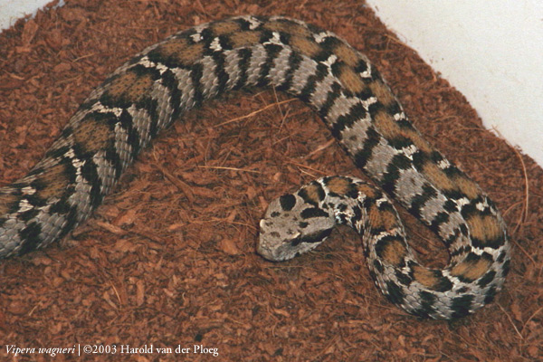  Vipera wagneri ID = 