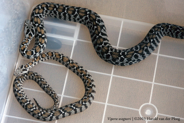  Vipera wagneri ID = 