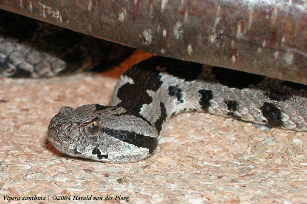  Vipera xanthina ID = 