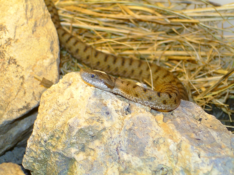  Aspisviper ID = 