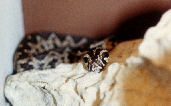  Vipera palaestinae ID = 