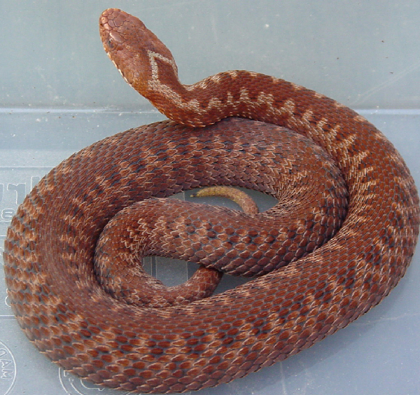  Vipera b. berus ID = 