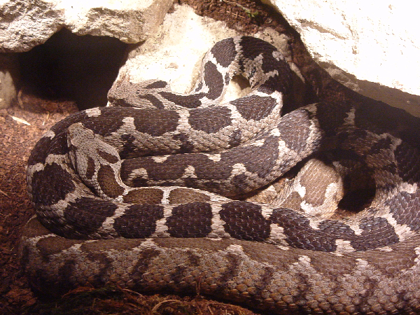  Vipera xanthina ID = 