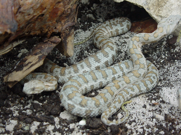  Macrovipera lebetina turanica ID = 