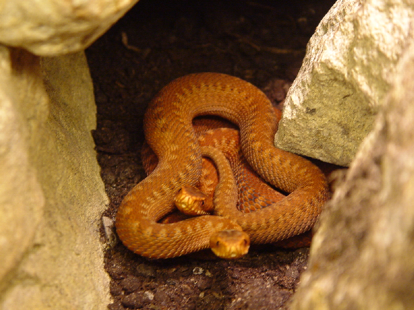  Vipera b. berus ID = 