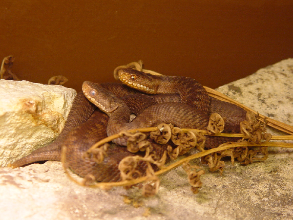  Vipera b. berus ID = 