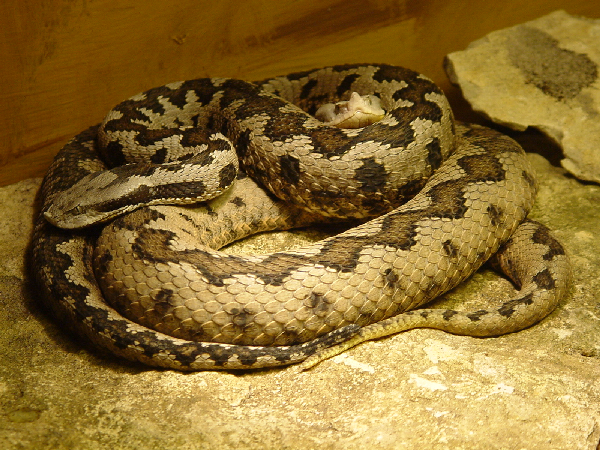  Vipera l. gaditana ID = 