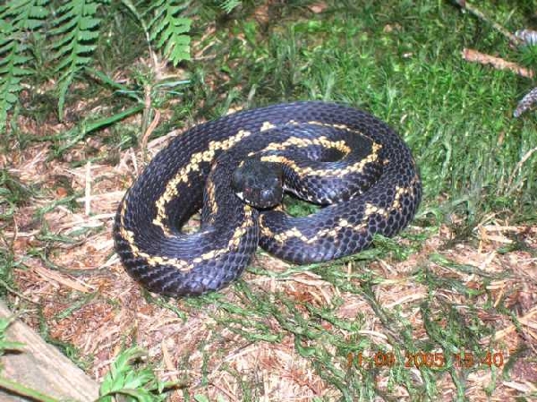  Vipera Kaznakovi ID = 