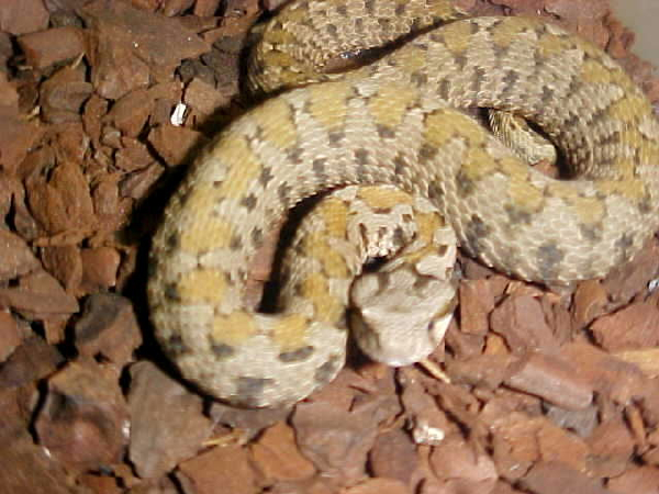  Vipera raddei kurdistanica ID = 