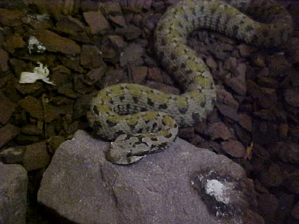  Vipera raddei kurdistanica ID = 