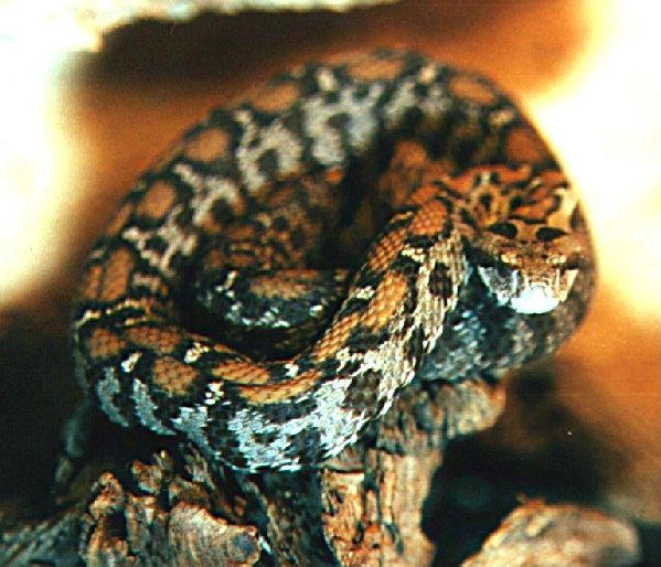  Vipera wagneri ID = 