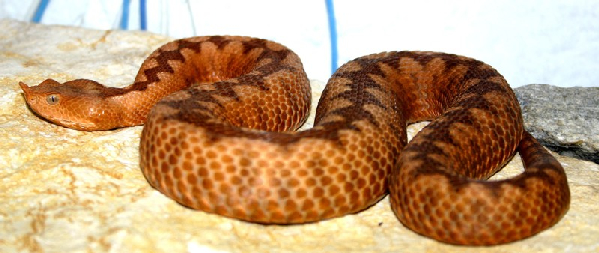  Vipera ammodytes ammodytes ID = 