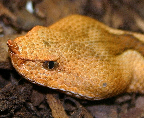  Vipera ammodytes ammodytes ID = 