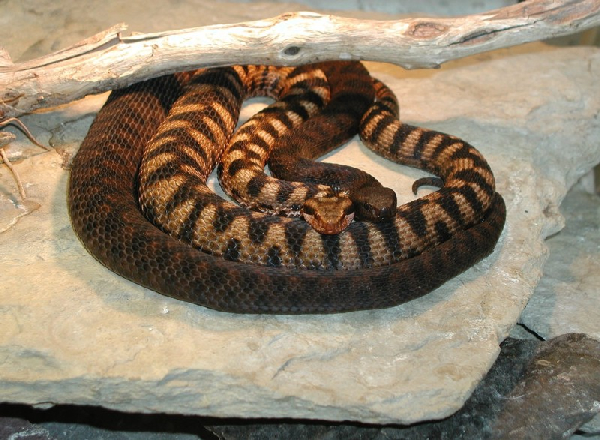  Vipera aspis atra ID = 