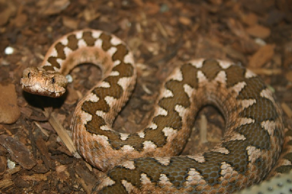  Vipera ammodytes meridionalis ID = 