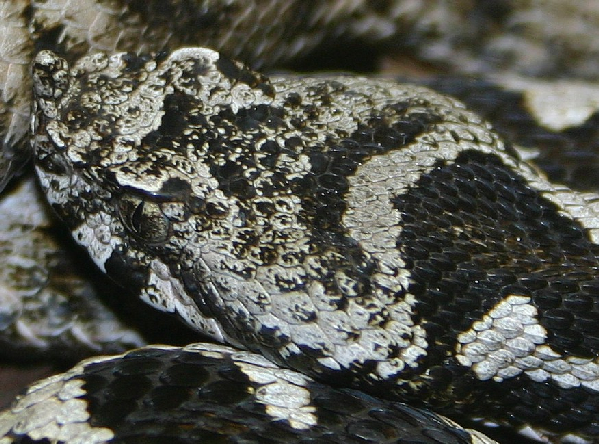  Vipera ammodytes meridionalis ID = 