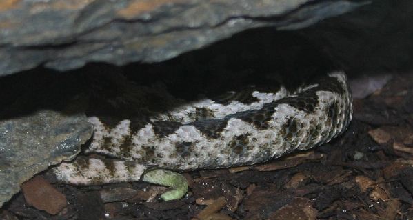  Vipera ammodytes montandoni ID = 